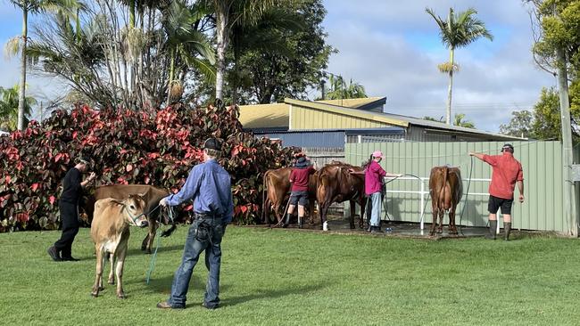 Workers tend to their cattle at the Gympie Show 2025.