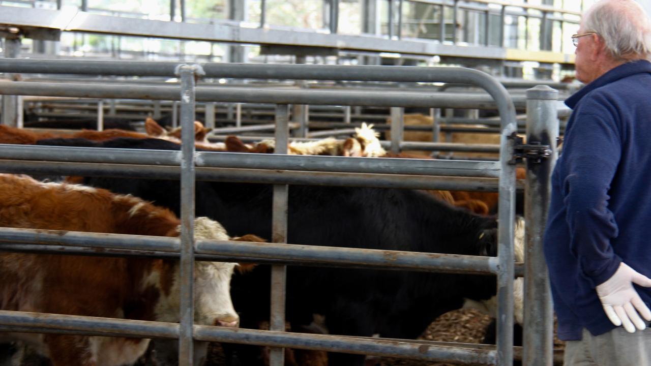 Prime cattle: Demand for calves lifts as saleyard numbers fall | The ...