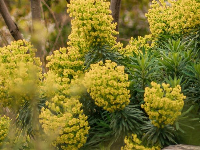 EMBARGO FOR TWAM, 22 FEBRUARY 2025. FEE MAY APPLY. Euphorbia plans next to a bench. Photo: Timothy Cuenat / Unsplash