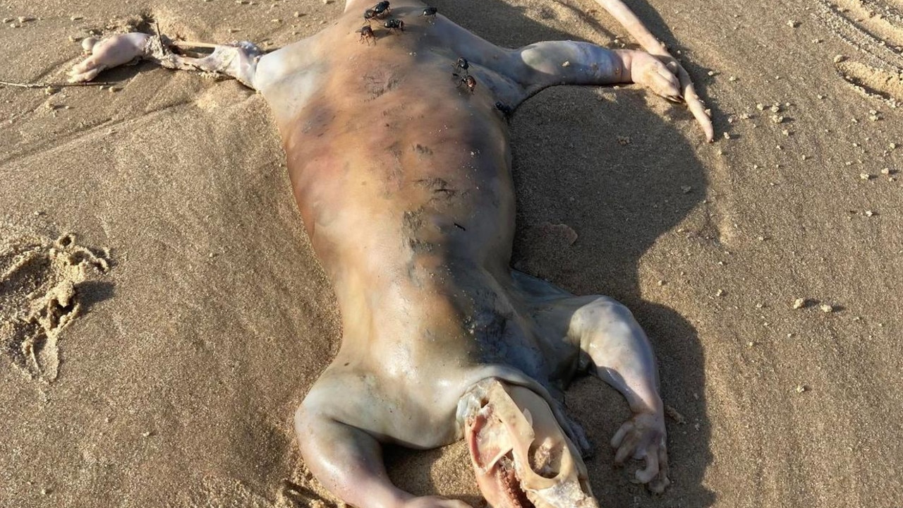 Rare and frightening footballfish washes up in California – again, Fish