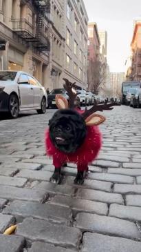 "Reindeer" pug takes over New York to spread holiday cheer