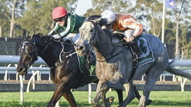 The Ron Quinton-trained Watch My Girl wins at Warwick Farm in September. Picture: Bradley Photos