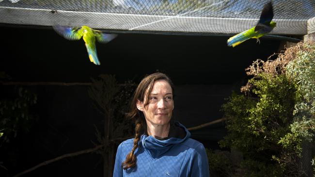 Wildlife biologist Shannon Troy monitoring orange-bellied parrots at Melaleuca. Picture: Matthew Newton