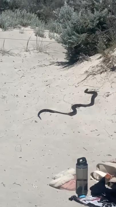 Deadly snake gets up close to Aussie family on the beach