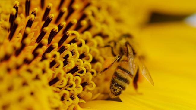 More than 150 million bees were wiped out in the bushfires.