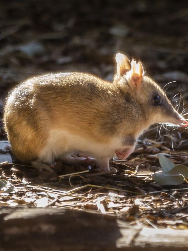 Bandicoots, pictured, were just some of the concerns of nearby residents.