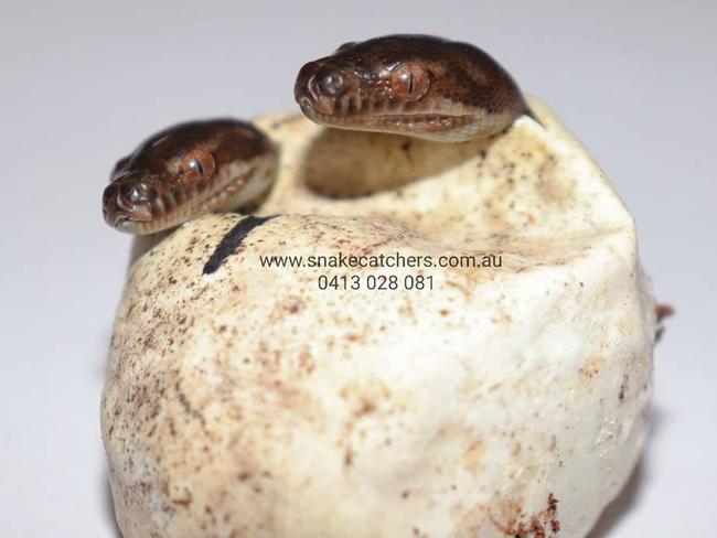 Twin carpet pythons are among a number of snakelets that have hatched while in the care of a southeast Queensland snake catcher. Picture: Snake Catchers Brisbane, Ipswich, Logan and Gold Coast/Facebook.