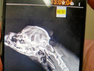 Michaela Tracey's dog Henry survived a suspected baiting attempt after swallowing a fish hook.