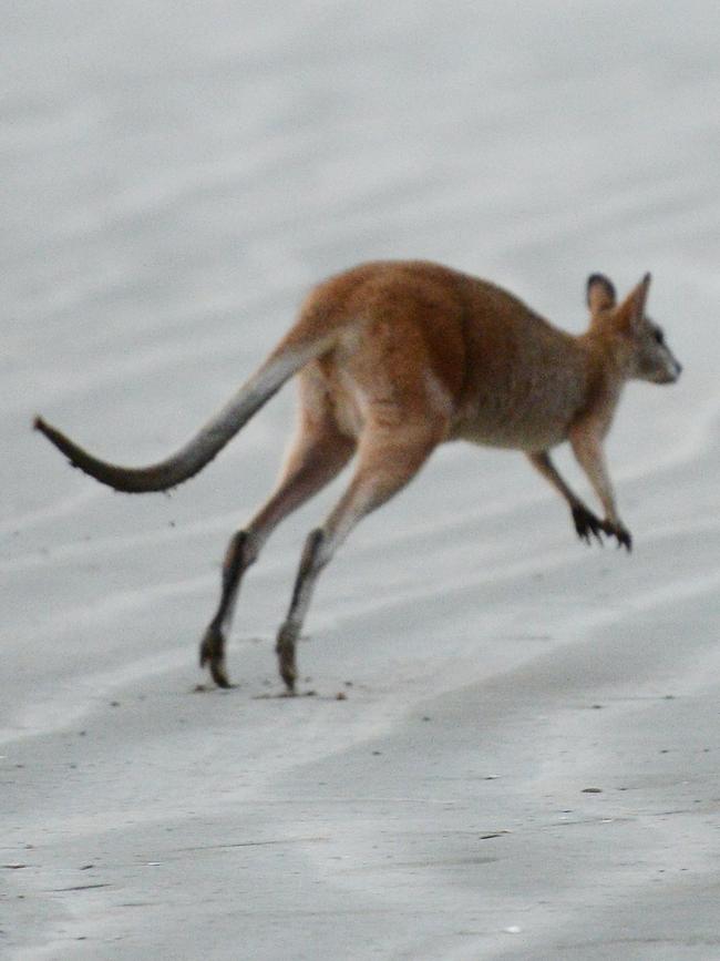 The zoo will focus on native wildlife, including the ever-popular kangaroos and wallabies.