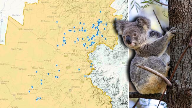 Council urged to step up after ‘encouraging’ koala numbers revealed