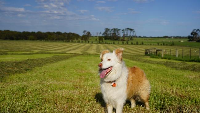 Luna is top dog in lots of ways. Very protective of her owners, and loves to sit in a far away paddock and just watch cattle at her property in Wangoom. Picture: Michael Dennis