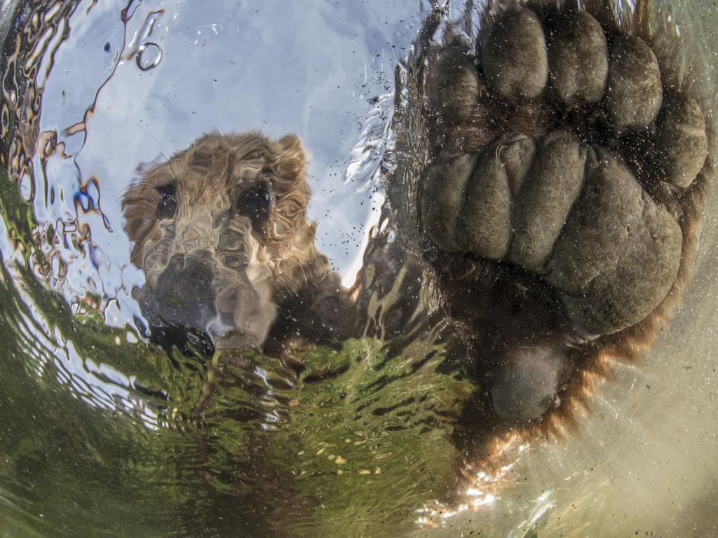 Photo by Mike Korostelev / National Geographic Nature Photographer of the Year contest Liquid bear Bear from the water Kamchatka, Russia