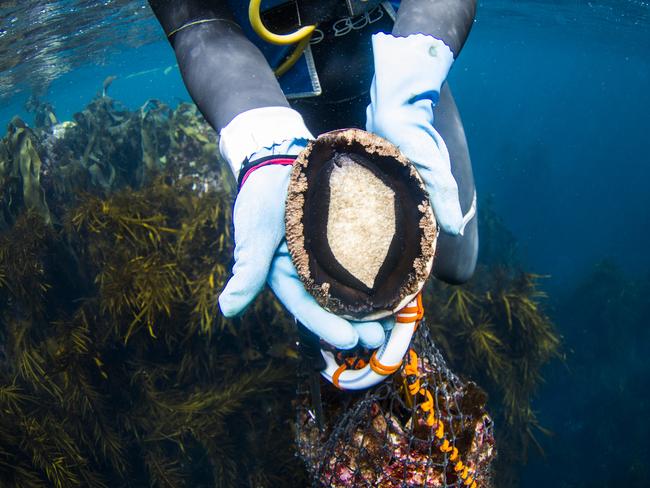 A day in the life of abalone diver James Polanowski. Picture: STUART GIBSON