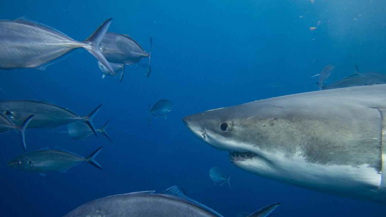 Just one of the fish: A great white with resident trevally. Picture: Nathan Davies