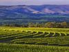 Who owns McLaren Vale’s vineyards?
