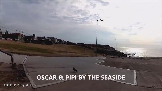 Oscar & Pipi By The Seaside