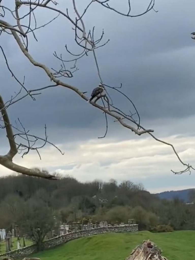 The animal lover spent three days hunting down two kookaburras living in the wild in Scotland. Picture: TikTok/wildlifewithcookie