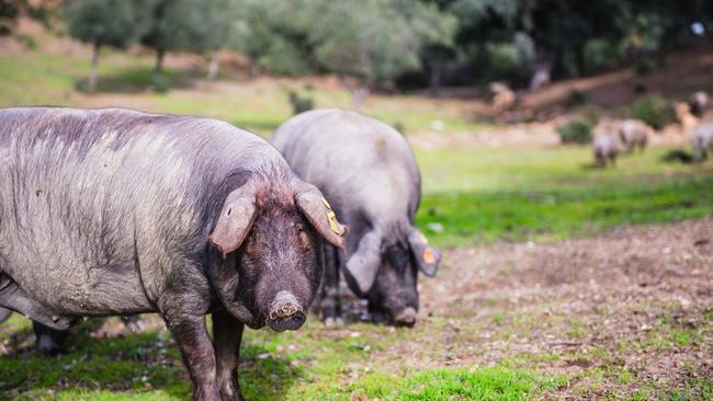 Spanish jamon is good enough to end a year-long vegetarian spell. Picture: Renegade Photography