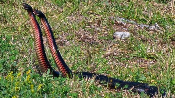 Karin Hocking filmed two red-bellied black snakes battling it out for a mate at Old Bar.