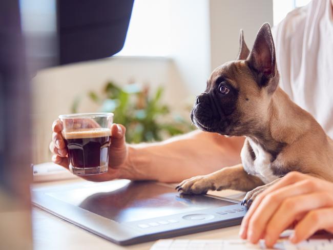 French Bulldogs have been listed among the most popular breeds of dogs nationwide, with the Australian National Kennel Council ranking them number six and Greencross Vets number three for under 14 weeks.