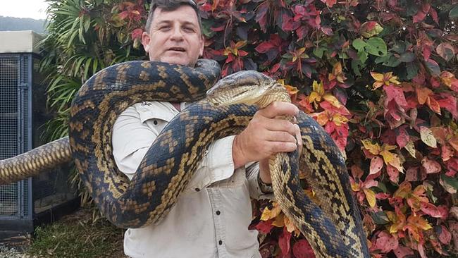 Cairns Snake Removals’ David Walton with a massive scrub python. Picture: DAVID WALTON