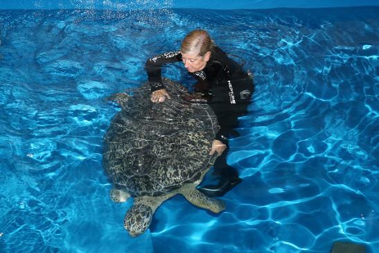 Brodie the green turtle's rehabilitation