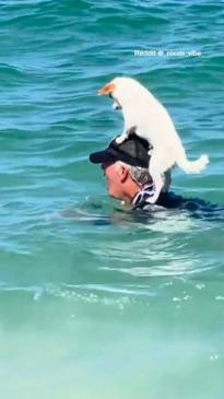 Dog hitches a ride while swimming in WA