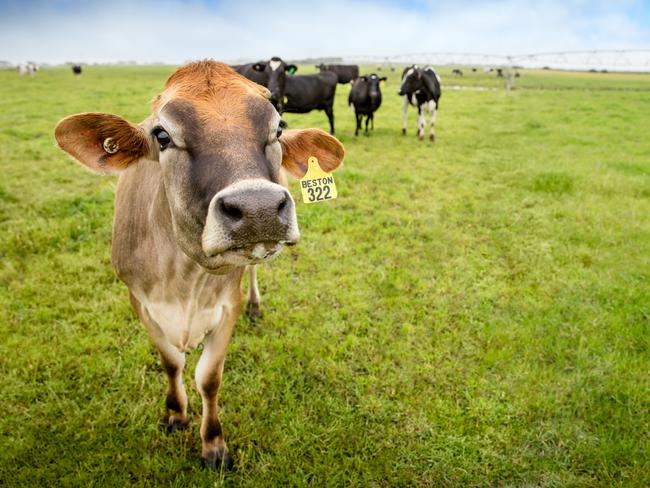 Beston dairy cows on the company's farms at Mt Gambier. Picture: SUPPLIED