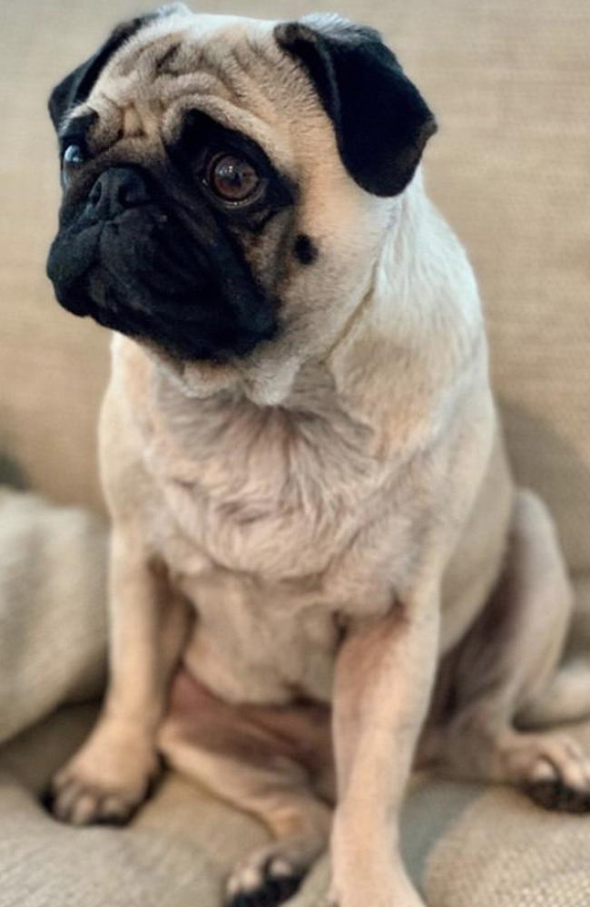 Riley the pug was hospitalised after eating the human faeces containing magic mushrooms.