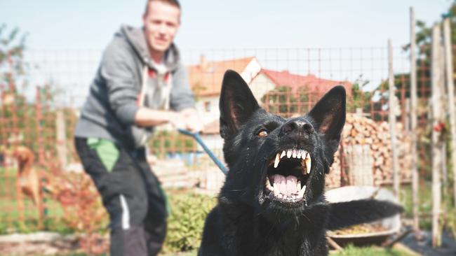 There have been 730 dog attacks in the Moreton Bay Regional Council area in 2018. Picture: File