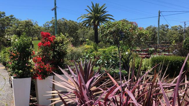 At the Ross Evans Garden Centre, Runaway Bay, Gold Coast. Picture: Amanda Robbemond