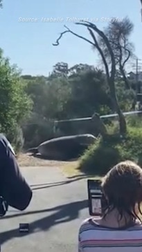 Onlookers amazed by seal running amok in Aussie town