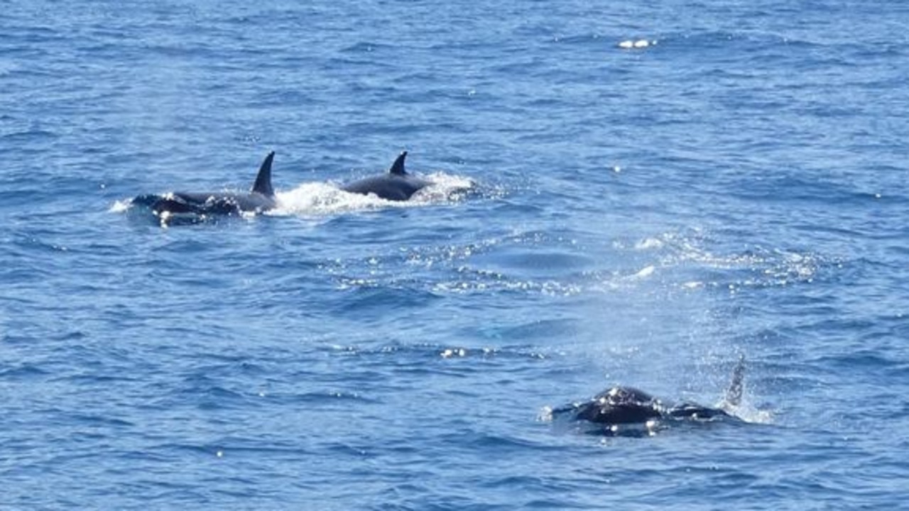 Antarctic type-C killer whales make first visit to Tasmania | The Mercury