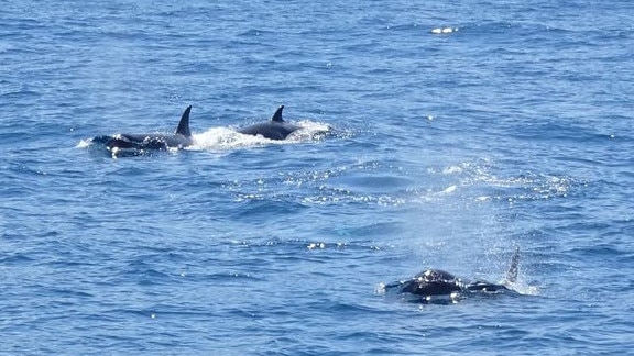 The Antarctic type-C killer whales. Picture: Amy Ford