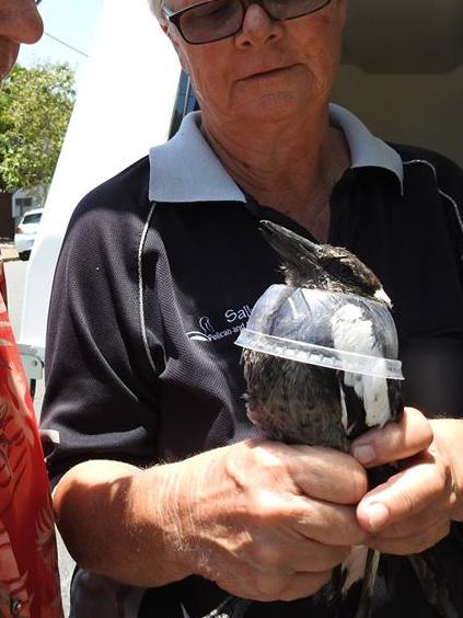 A magpie trapped in a drink container lid is rescued by PaSR. Picture: PaSR