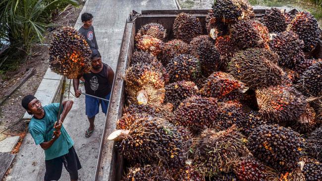 Workers transfer harvested palm fruits to a transport truck before being processing into crude palm oil (CPO) at a palm plantation in Pekanbaru. Picture: AFP