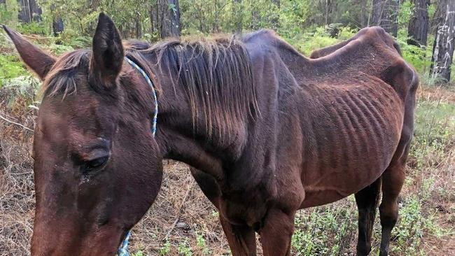 LEFT TO DIE: An emaciated Owen in the forestry the day his rescuers found him. Picture: Contributed