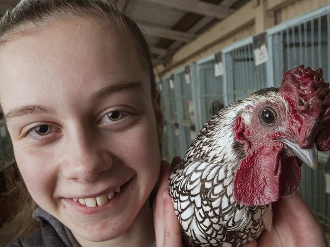 Raechel Jaeger 13 with her Sebright chicken Sebastian at the Hobart Showgrounds. Picture: Chris Kidd