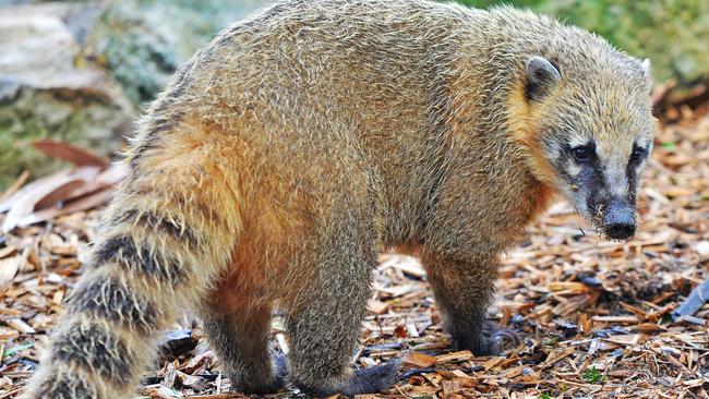 The Coatis at Melbourne Zoo.