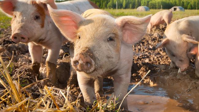 Many cute pigs on a pigfarm THINKSTOCK IMAGE