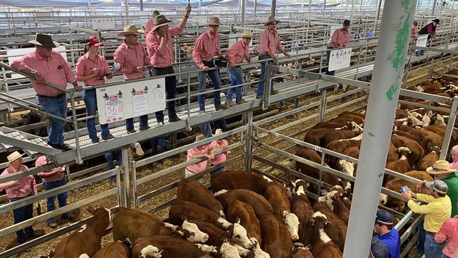 Action from the Wodonga weaner calf sales on January 6, where prices for Hereford steers broke the 1000c/kg mark. Picture: Fiona Myers