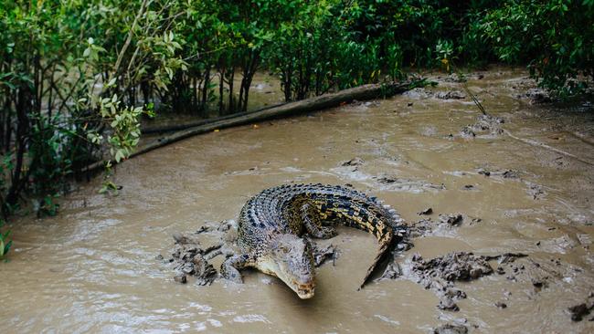 There is strong demand among tourists to see crocodiles in their natural habitat. Picture: Jennifer Pinkerton