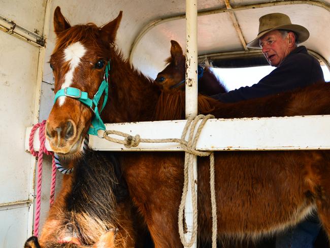 Filtness claims the park is “lucky to have 3200 brumbies left” as the government aims to reduce the 6000 population down to 600. Picture: Judy Goggin