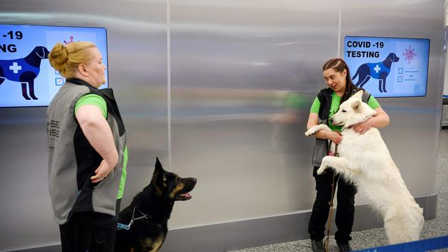 Coronavirus sniffer dogs named Valo (L) and E.T. stand by their trainers at the Helsinki airport in Vantaa, Finland. Picture: AFP.