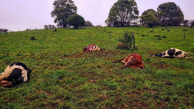 Six dairy cattle killed by lightning strike on Tablelands property during  thunderstorm | The Cairns Post