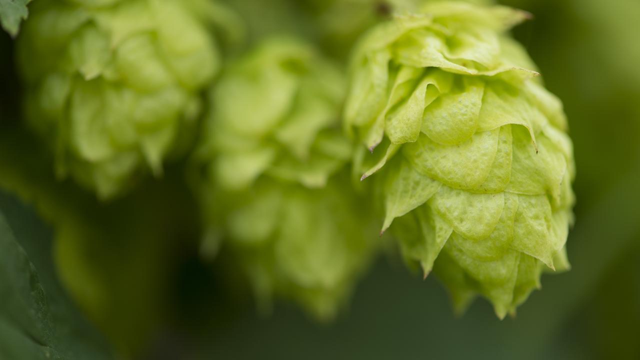 An extreme closeup of a hop flower - also called a cone. Picture: Zoe Phillips