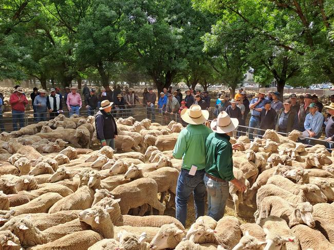 Selling action at the Deniliquin store sheep sale.