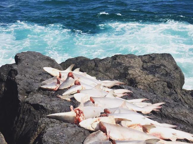 Fingal Head shark cull.