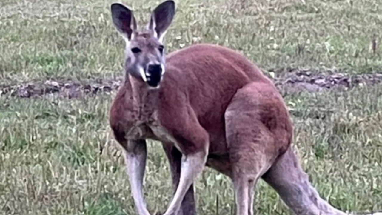 Petting zoo worker killed by kangaroo
