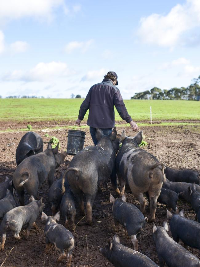 Jono feeds the pigs a mix of spent grain, whey and a base grain mix.